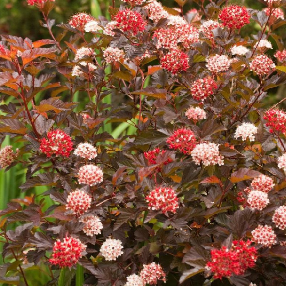 Пузыреплодник калинолистный Диабл Д'ор С2-3  1шт