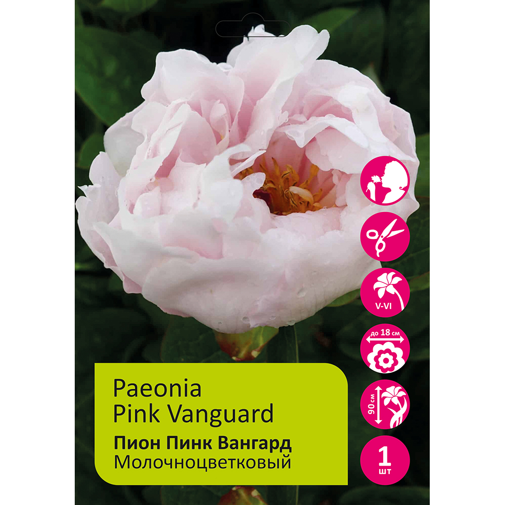 Пион молочноцветковый Пинк Вангард 1шт 2/3 /Paeonia Pink Vanguard