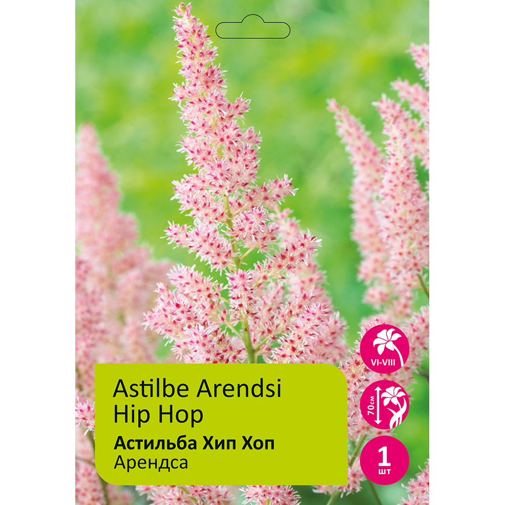 Астильба Хип Хоп 1шт 2/3 /Astilbe Hip Hop
