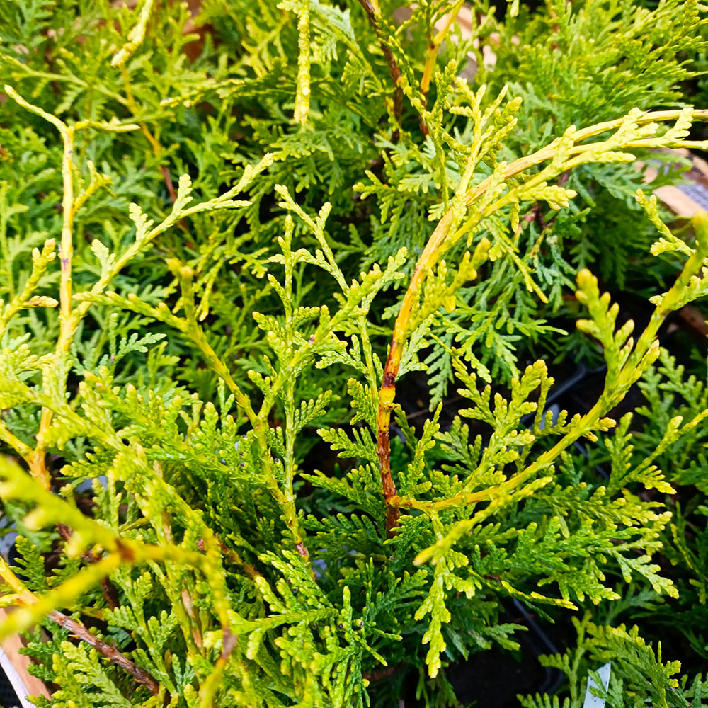 Туя западная Брабант Р9 1шт / Thuja occidentalis Brabant