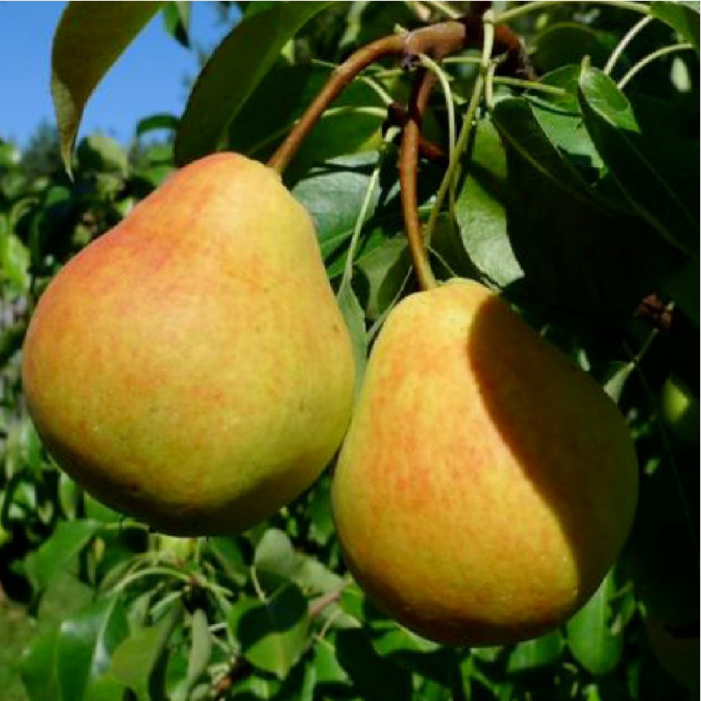 Груша Кафедральная (в сетке) 1шт