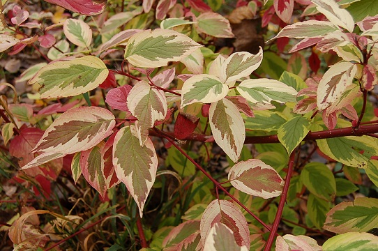 Дерен отпрысковый Хэджроу Голд С3 1шт/Cornus sericea Hedgerows Gold