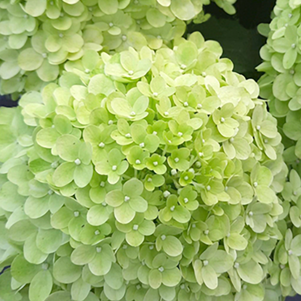 Гортензия метельчатая Пансана 1шт.