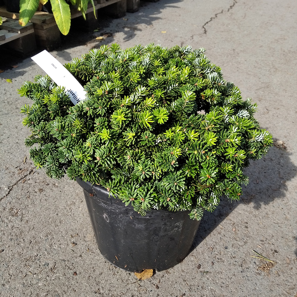 Пихта корейская Бриллиант С10 (высота 25-30см) 1шт/Abies koreana Brilliant