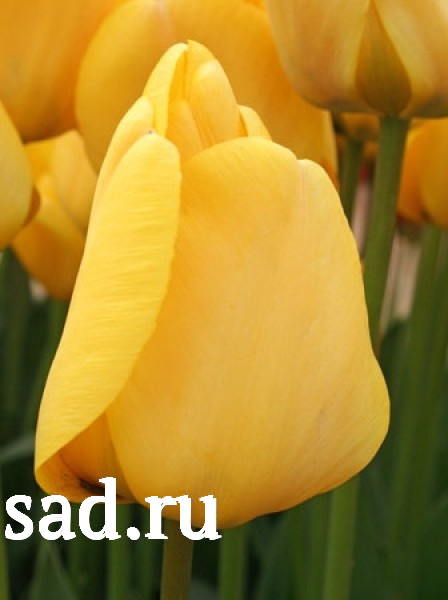 Тюльпаны Голден Апельдорн 5шт Дарвинов гибрид 12/+/Tulip Golden Apeldoorn