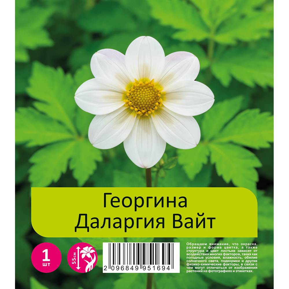 Георгина Далегрия Вайт (Даларгия Вайт) 1шт / Dahlia Dahlargia White