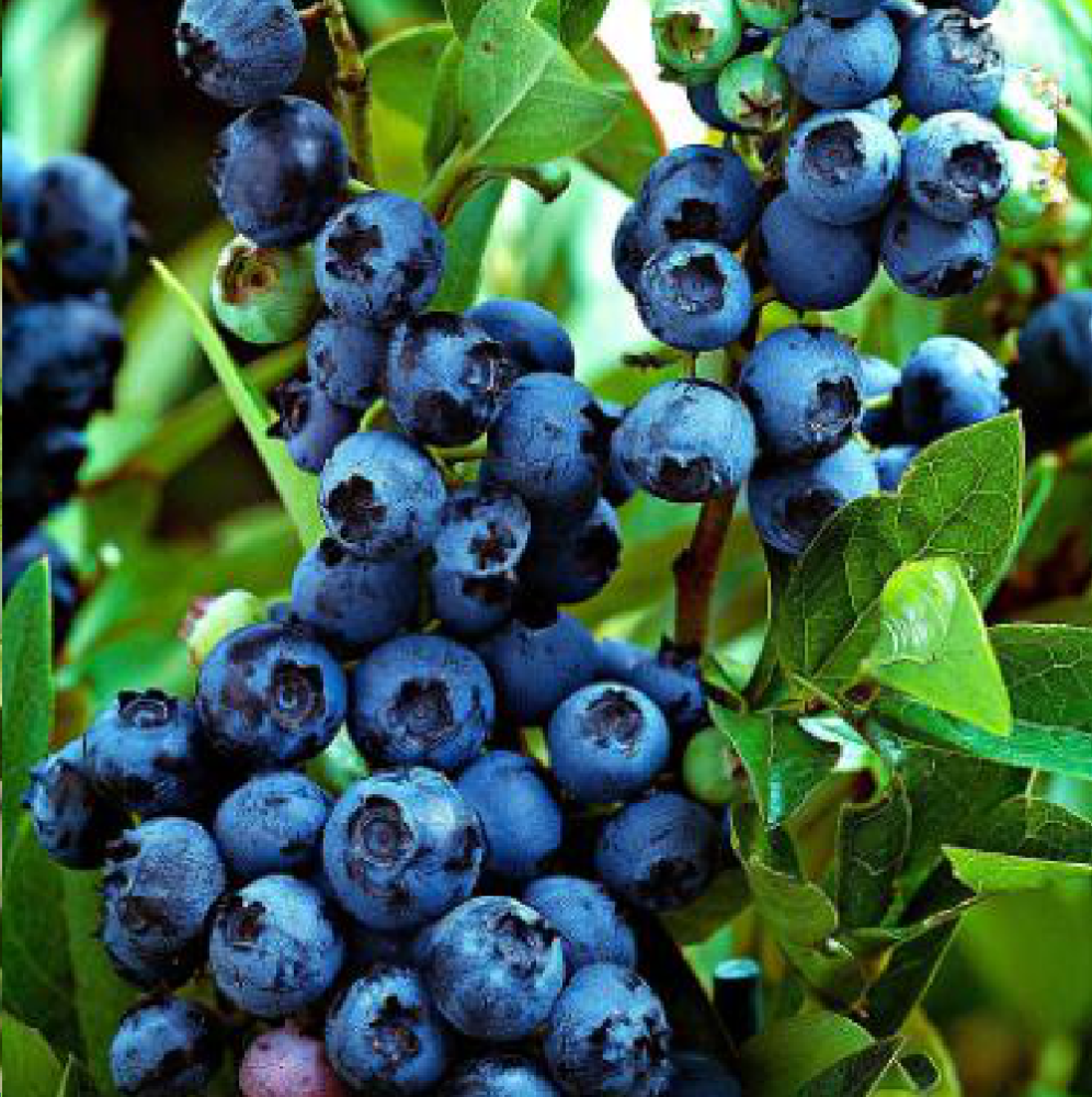 Черника обыкновенная 1шт