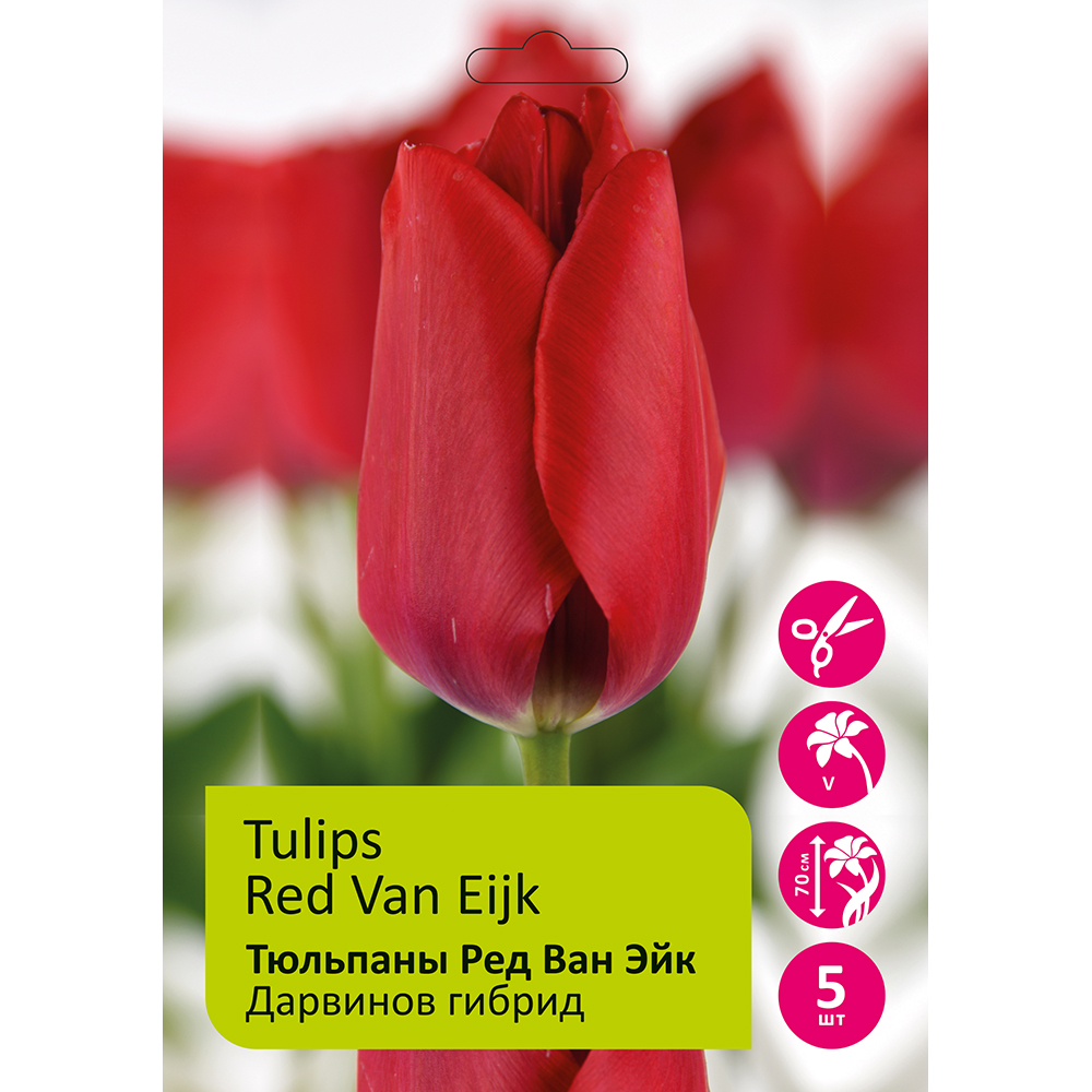 Тюльпаны Ред Ван Эйк 5шт Дарвинов гибрид 12/+ /Tulips Red Van Eijk