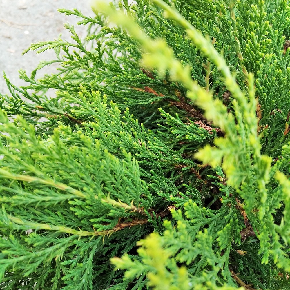 Микробиота перекрестнопарная С3 (высота 30-40см) 1шт/Microbiota decussata