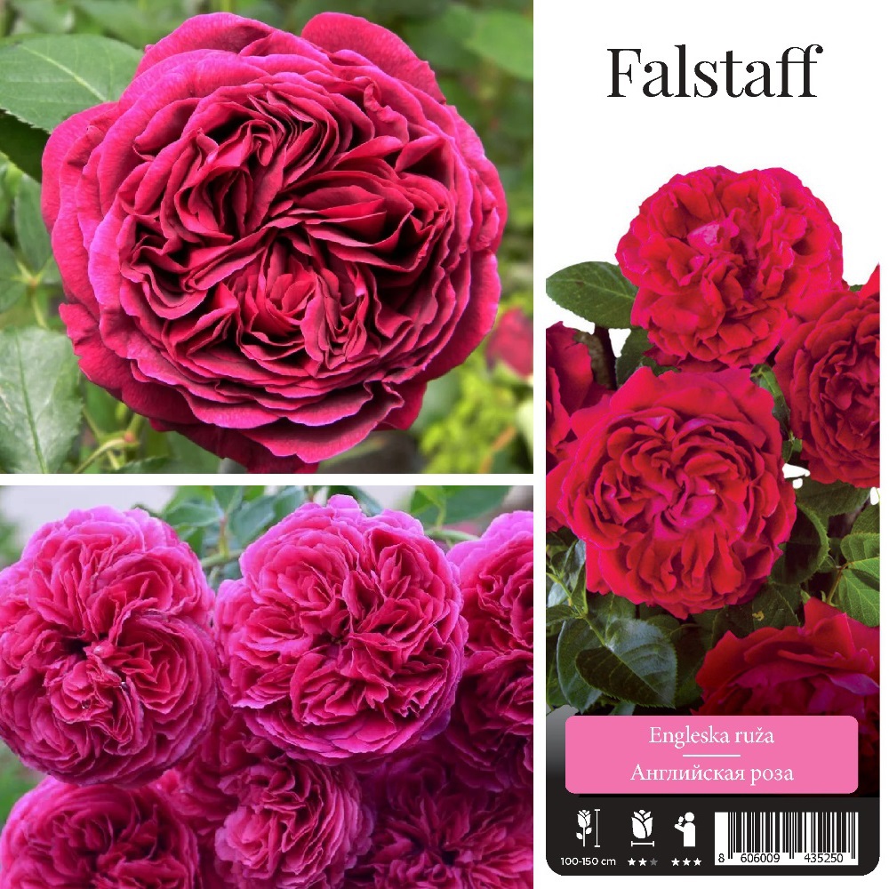 Роза Фальстаф английская 1шт / Falstaff /20