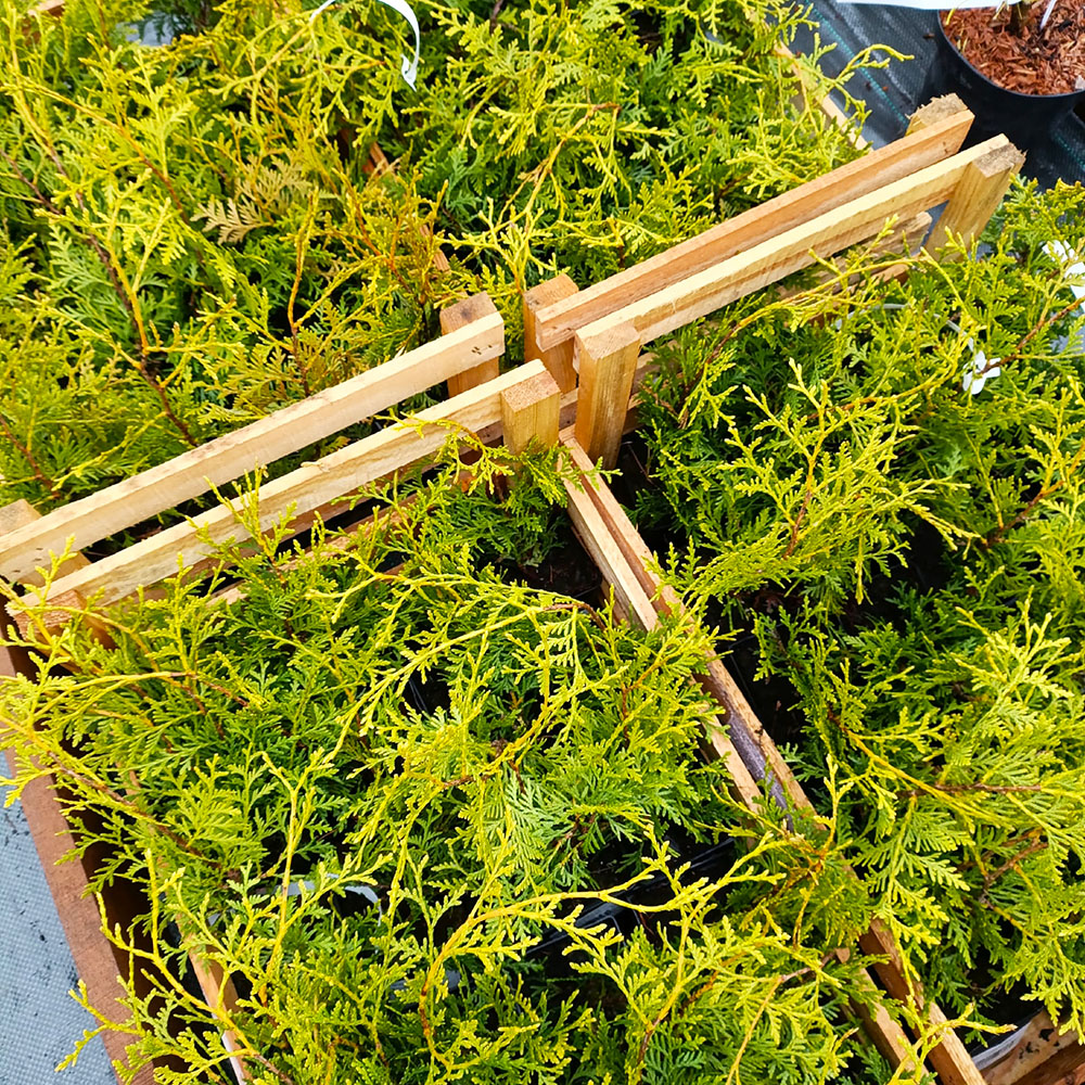 Туя западная Брабант Р9 1шт / Thuja occidentalis Brabant