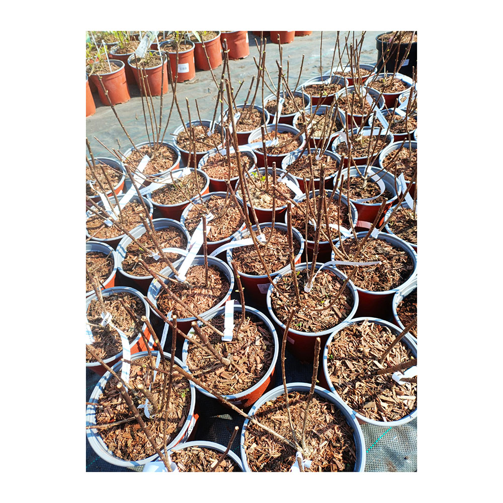 Гортензия метельчатая Литтл Альф С3 1 шт/Hydrangea paniculata Little Alf