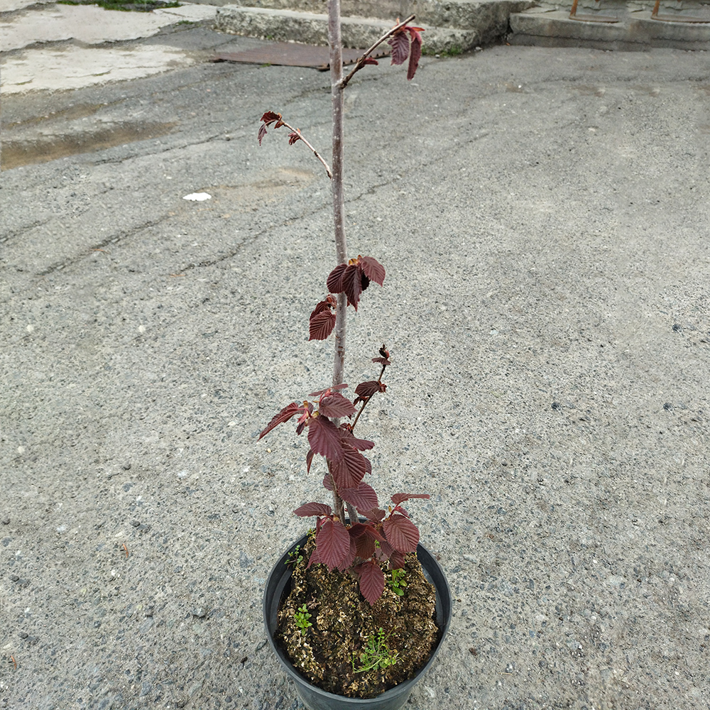 Лещина Сирена С3 100-120 1шт