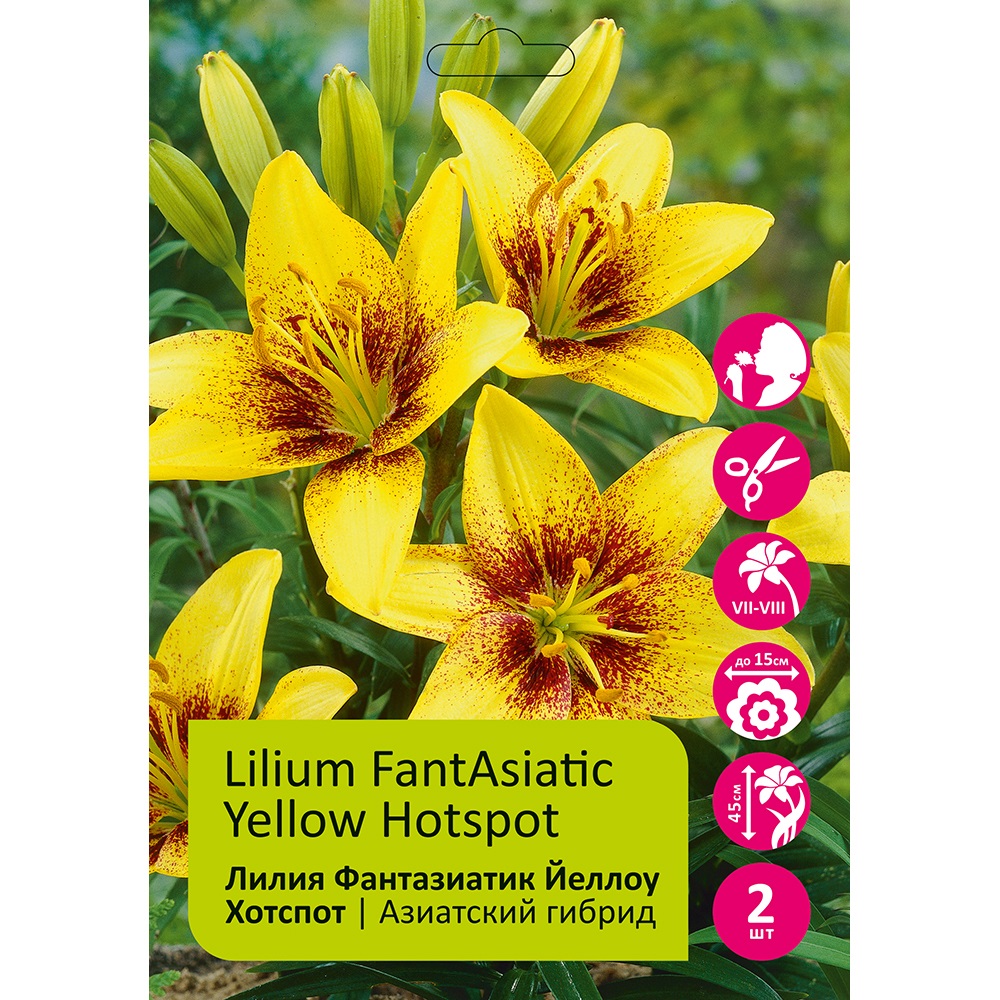 Лилия Фантазиатик Йеллоу Хотспот 2шт 12/14/Lilium FantAsiatic Yellow Hotspot