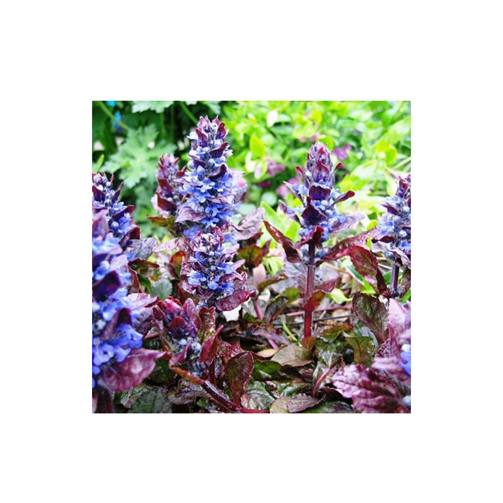 Живучка ползучая Атропурпуреа Р9 1шт/Ajuga reptans Atropurpurea