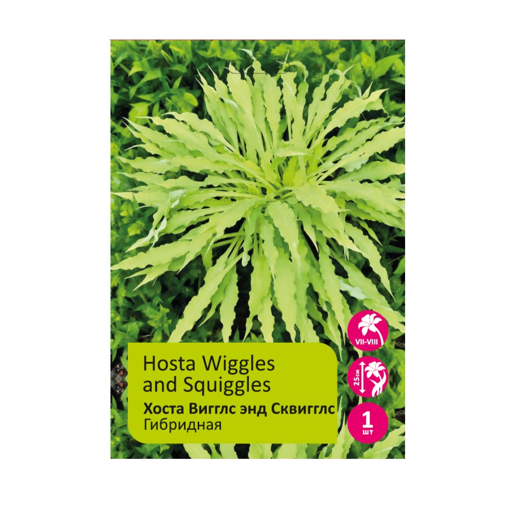 Хоста Виглс энд Сквиглс шт/Hosta Wiggles and Squiggles