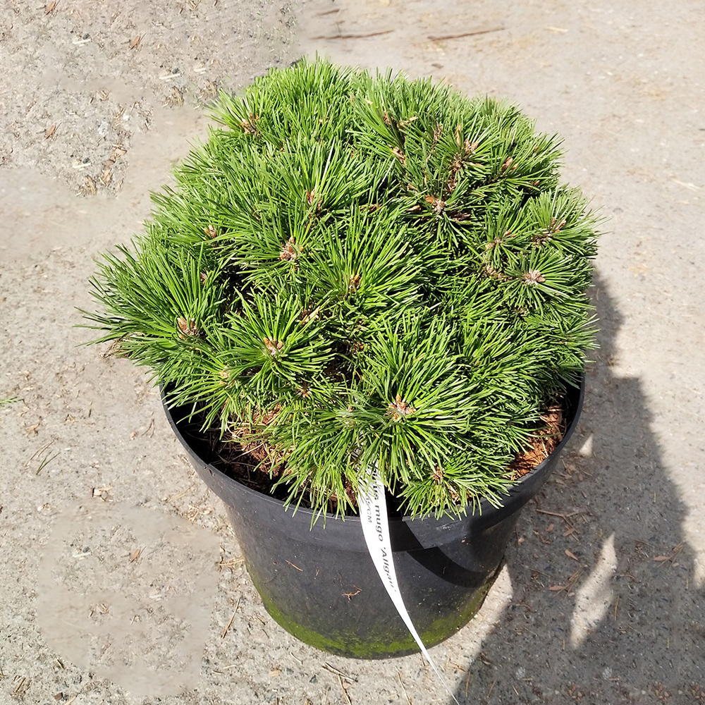 Сосна горная Альгау С10 (высота 30-35см) 1шт/ Pinus mugo Allgau