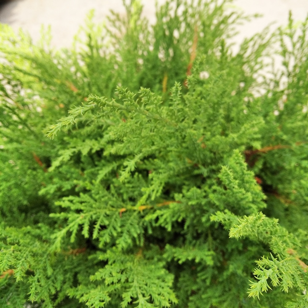 Микробиота перекрестнопарная Фуз Бол в горшке 7,5л (высота 30-40)1шт/Microbiota decussata Fuzz Ball