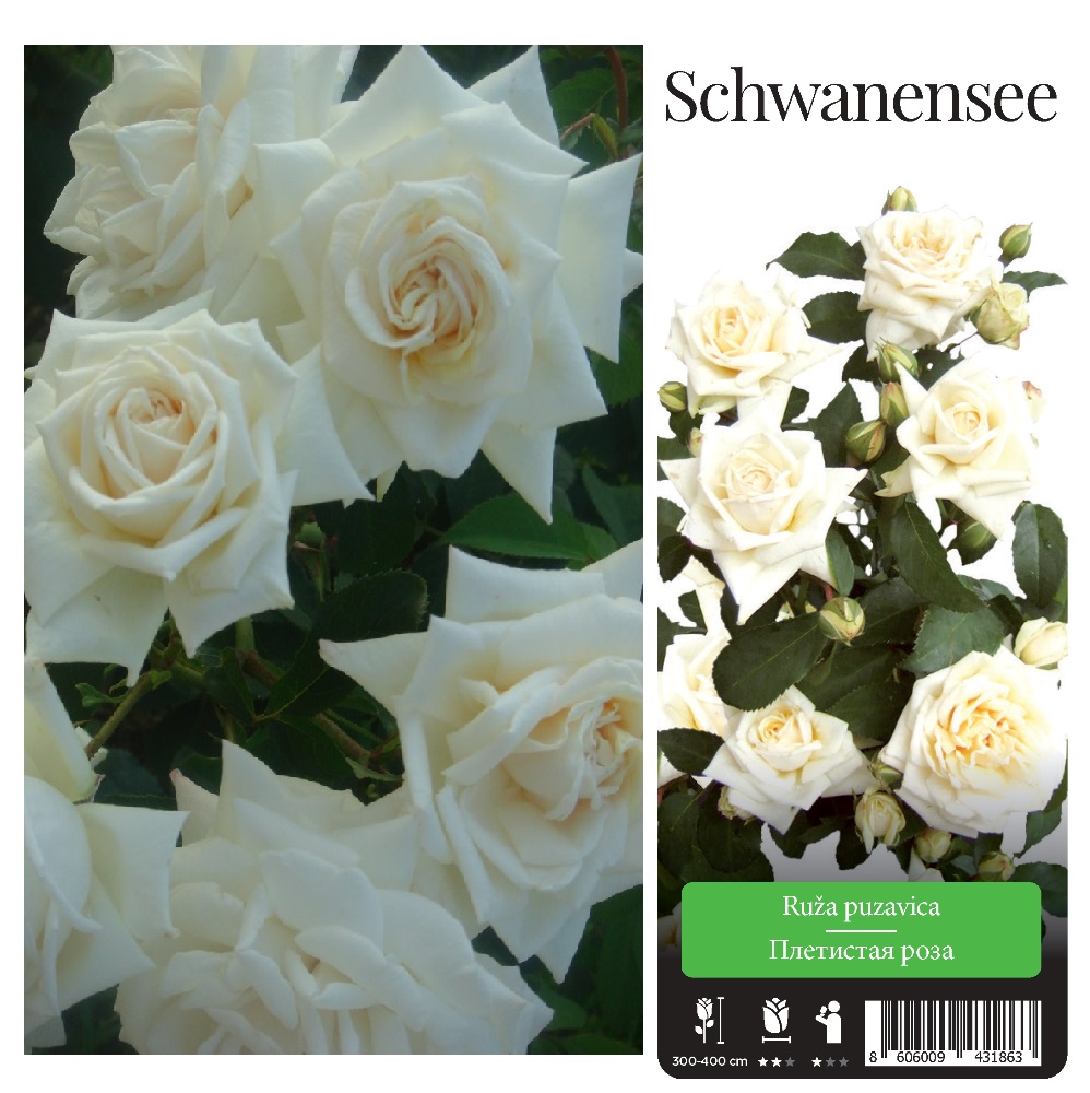 Роза Шванензее плетистая 1шт./Schwanensee  /20 