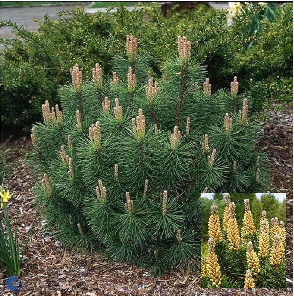 Сосна горная Пумилио С5 1шт/ Pinus mugo var. Pumilio  