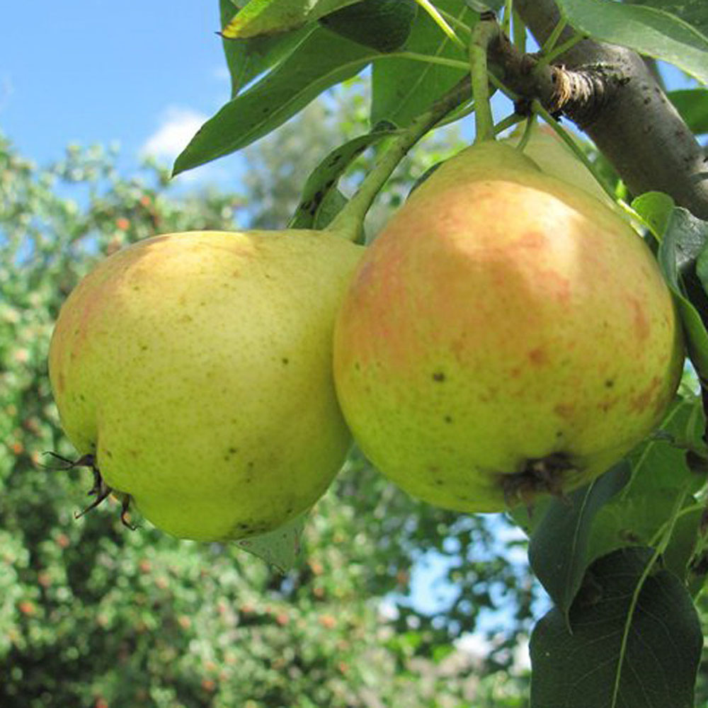 Груша Детская (подвой семенной) (в сетке) 1шт