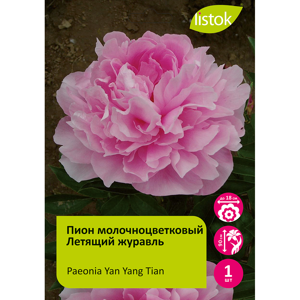 Пион молочноцветковый Летящий журавль 1шт/Paeonia Yan Yang Tian (Янь Ян Тянь)