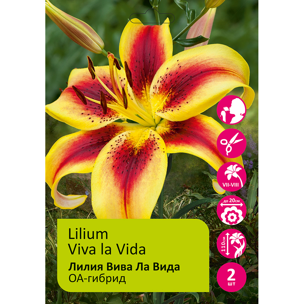 Лилия Вива Ла Вида 2шт 14/16/Lilium Viva La Vida