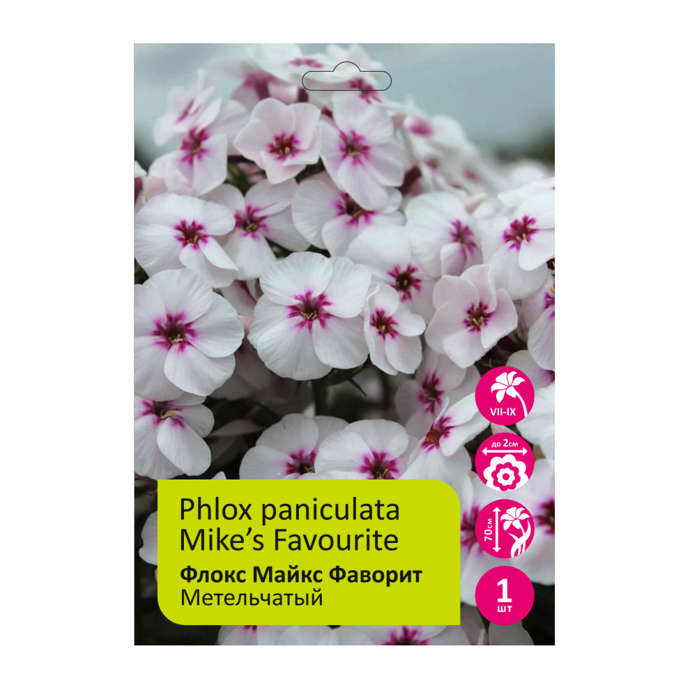 Флокс Майкс Фаворит 1шт метельчатый /Phlox Paniculata Mike´s Favourite