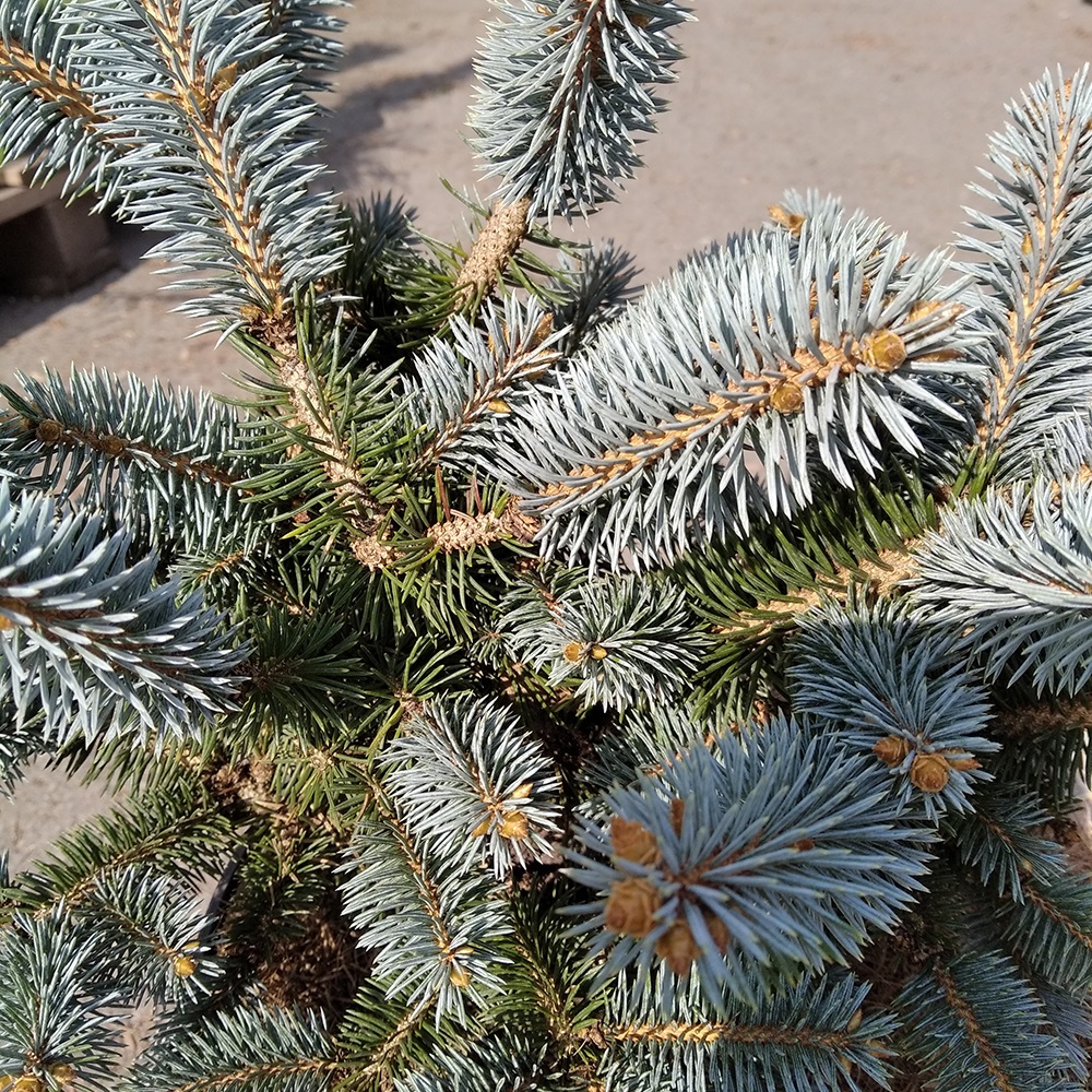 Ель колючая Глаука Глобоса  в горшке 7,5л (высота растения 30-40см) 1шт / Picea pungens Gauca Globosa 