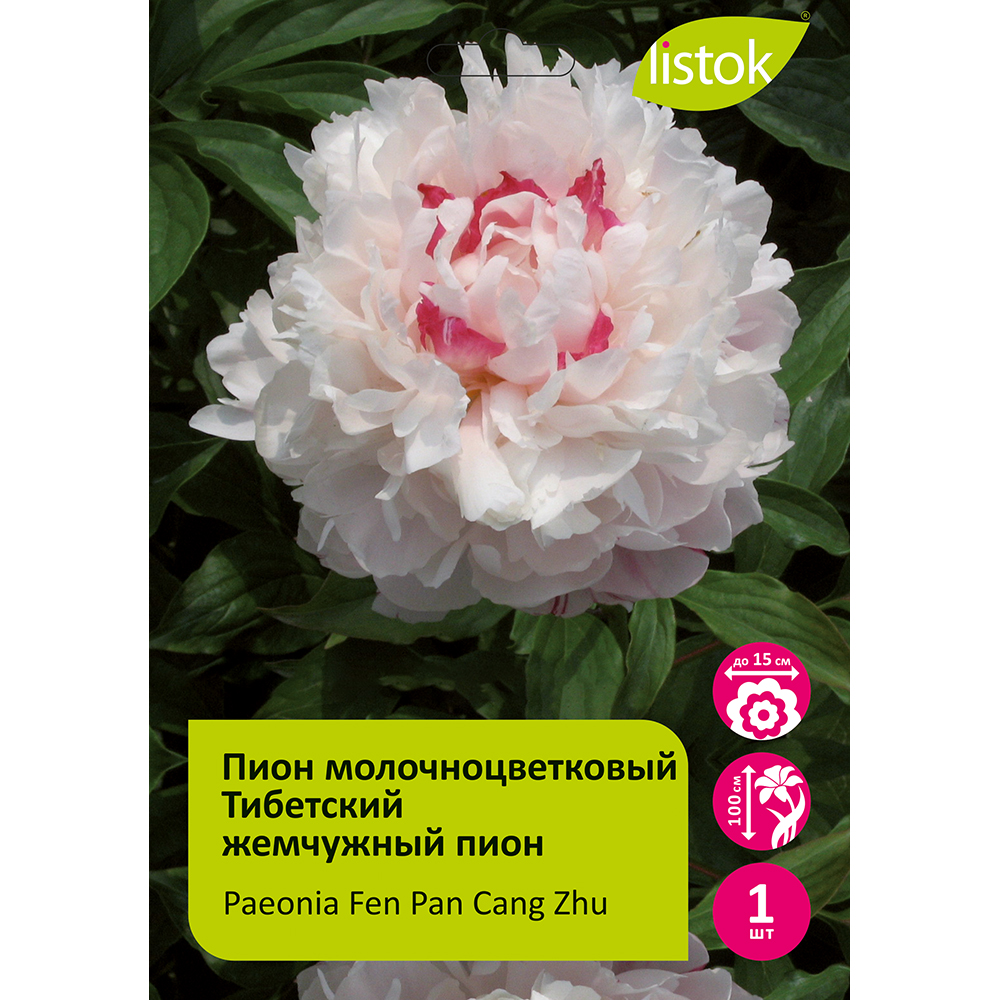 Пион молочноцветковый Тибетский жемчужный пион 1шт/Paeonia Fen Pan Cang Zhu (Фэн Пан Цан Чжу)