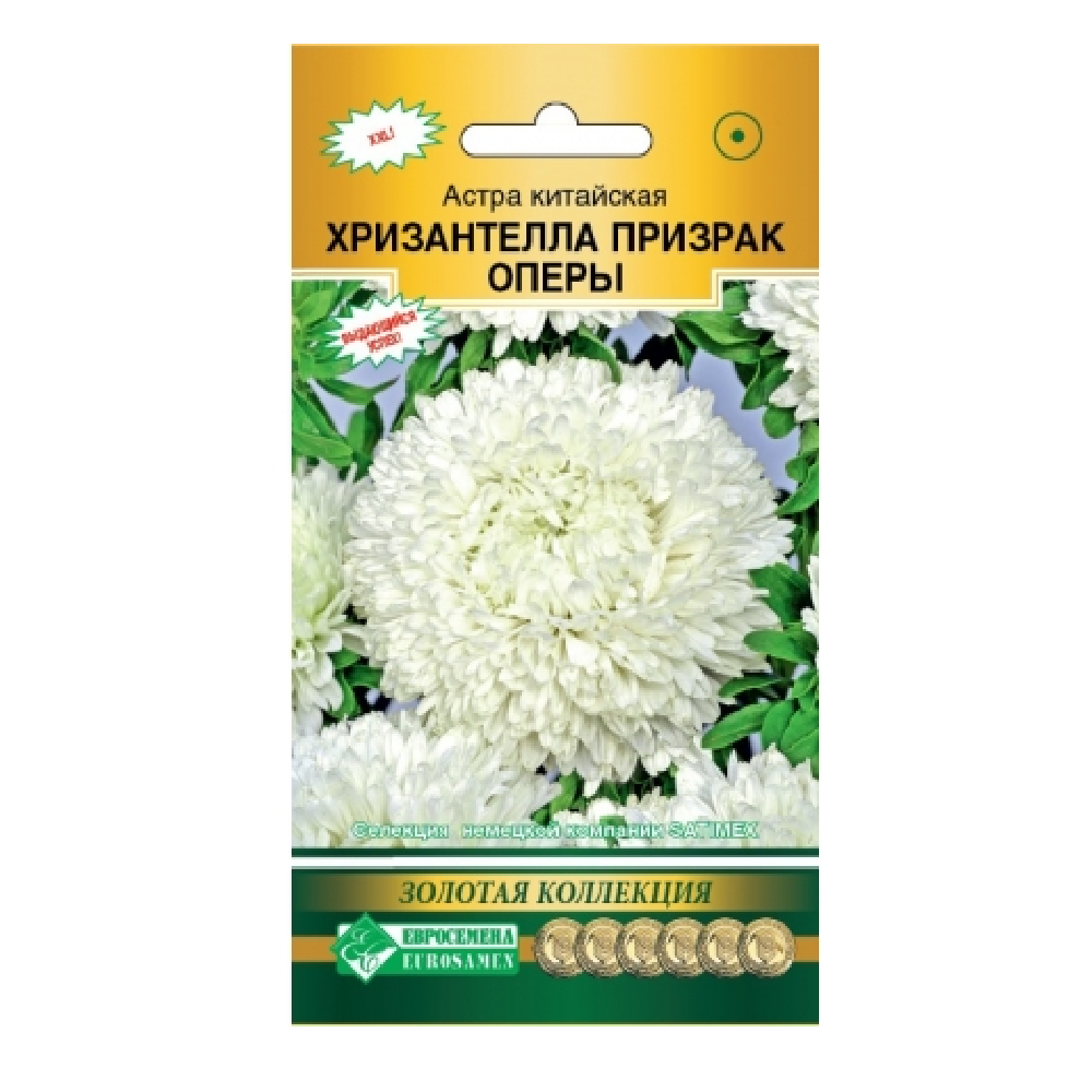 Астра Хризантелла Призрак оперы 5шт/10