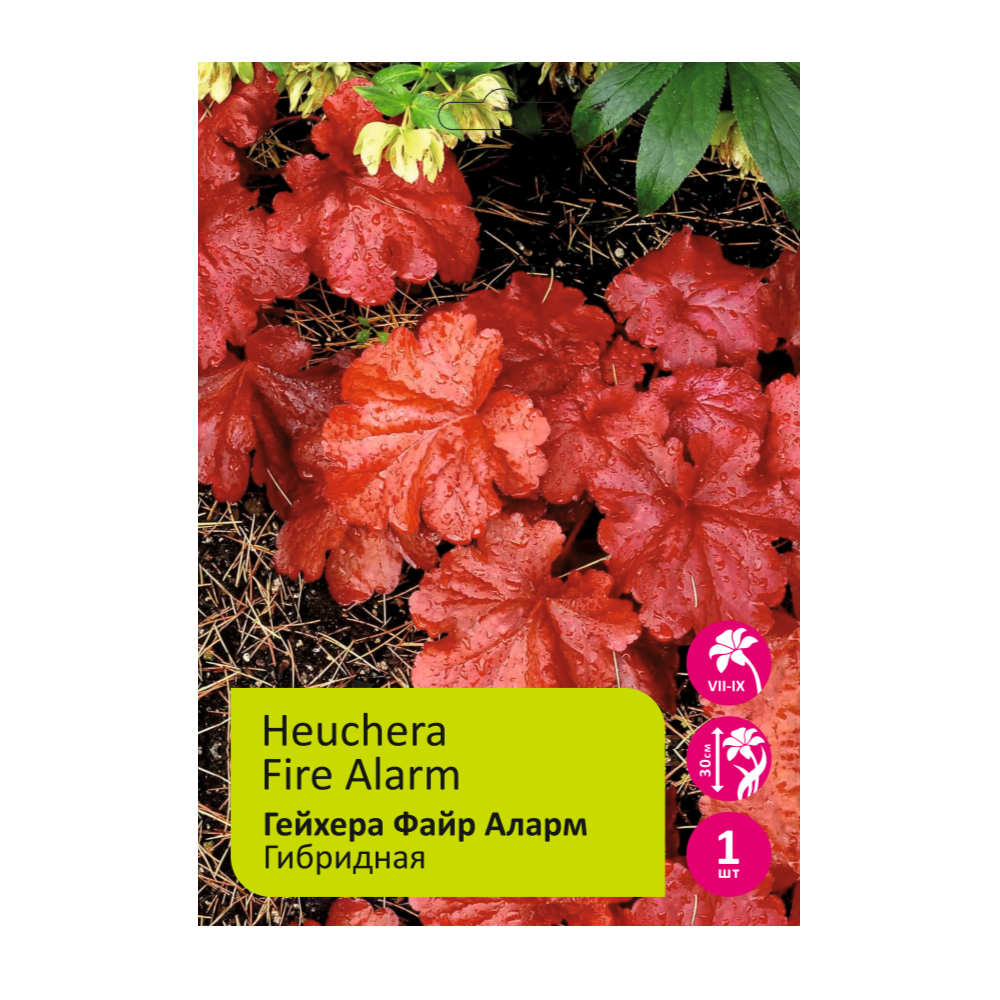 Гейхера Файр Аларм 1шт /Heuchera Fire Alarm