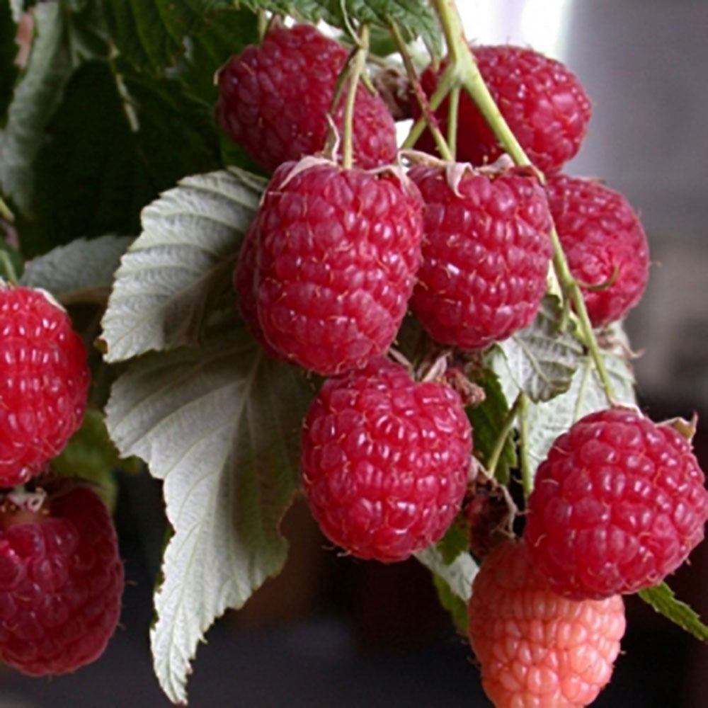 Малина Красная королева перспективные сорта 1шт