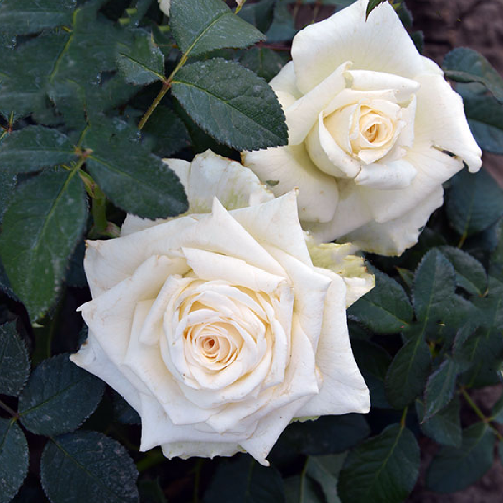 Роза Доломит Чайно-гибридная 1шт /Dolomite/20