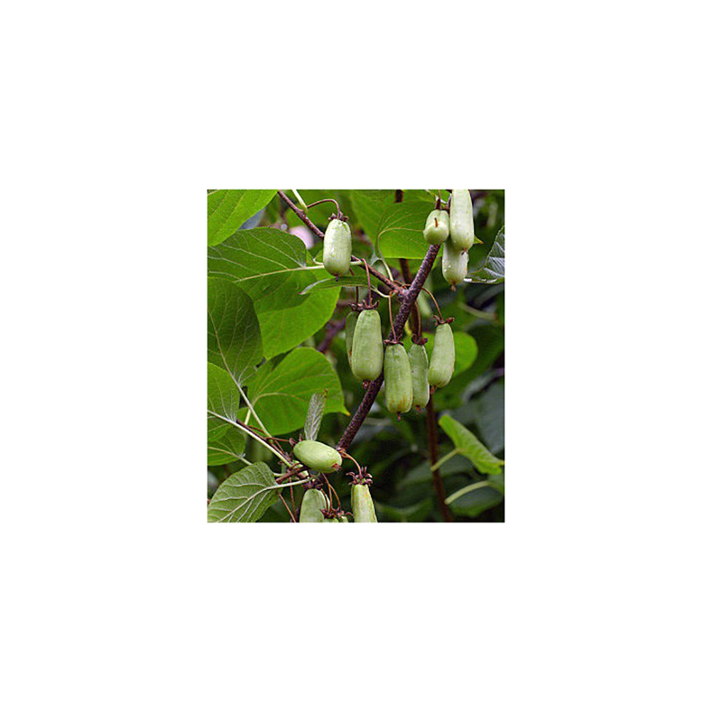 Актинидия коломикта Витакола С2  1шт/Actinidia kolomikta Vitakola