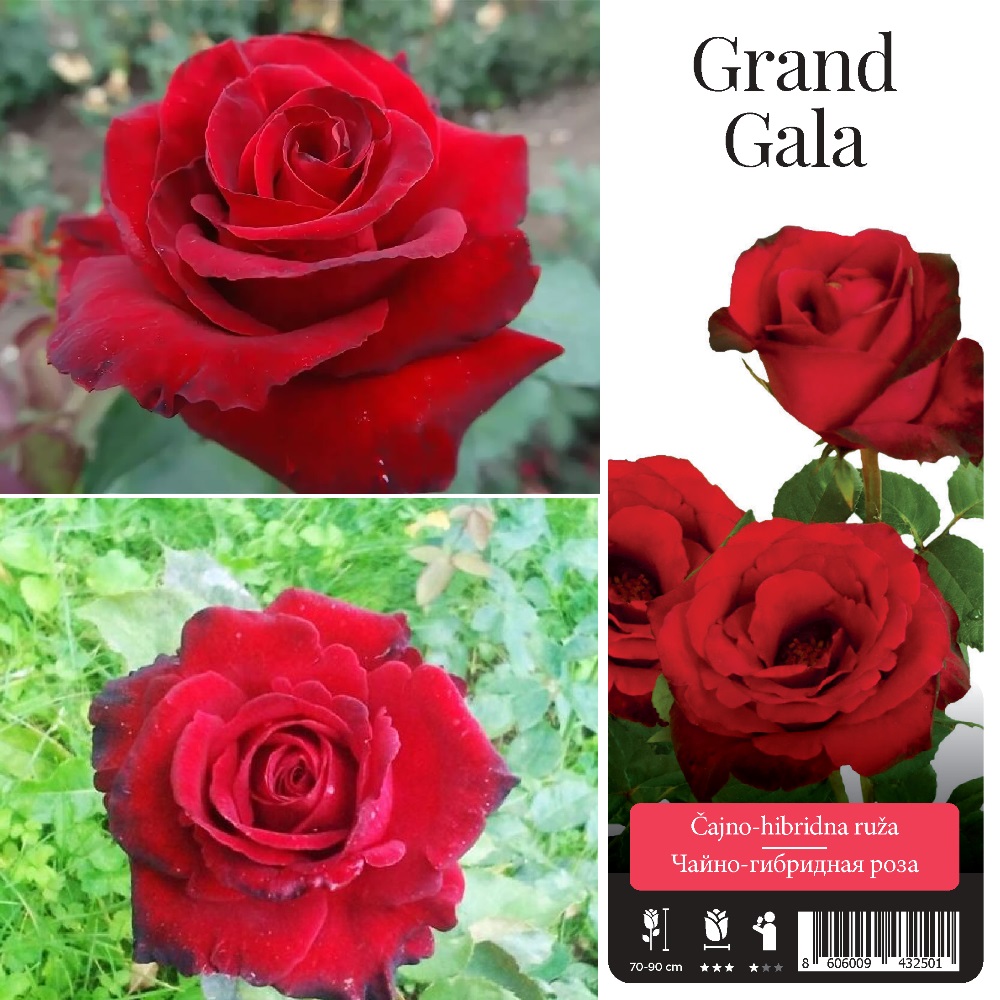 Роза Гранд Гала чайно-гибридная 1шт. /Grand Gala /20