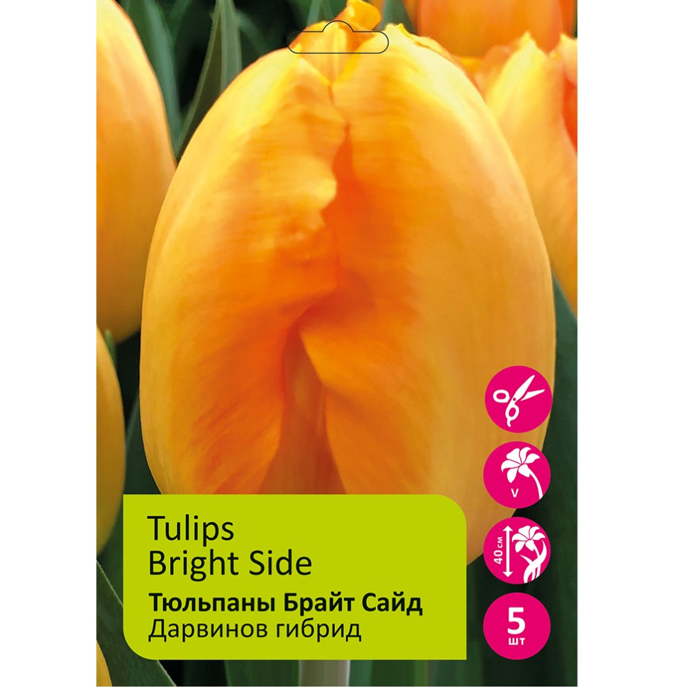 Тюльпаны Брайт Сайд 5шт Дарвинов гибрид 11/12 /Tulips Bright Side