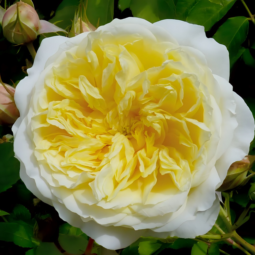 Роза Пилигрим английская  1шт  /12