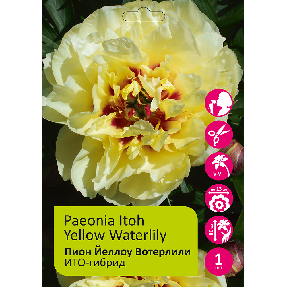 Пион Йеллоу Вотерлили ИТО-гибрид 1шт/Paeonia Itoh Yellow Waterlily