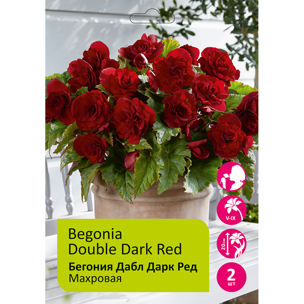 Бегония Дабл Дарк Ред 4/5  2шт /Begonias Double Dark Red