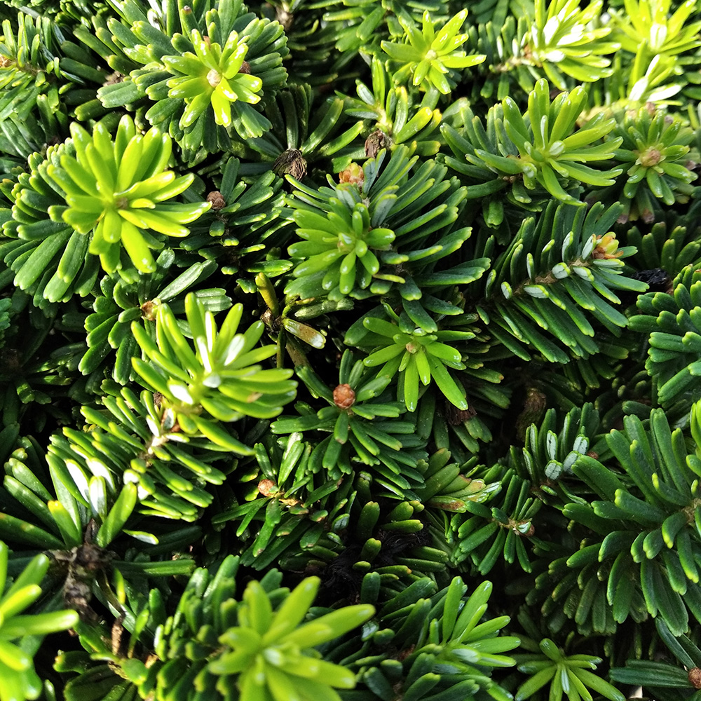 Пихта корейская Бриллиант С10 (высота 25-30см) 1шт/Abies koreana Brilliant