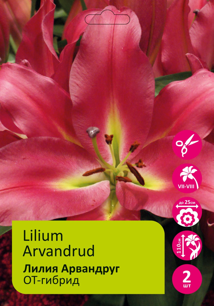 Лилия Арвандруд 2шт 20/22 ОТ-гибрид /Lilium Arvandrud /1