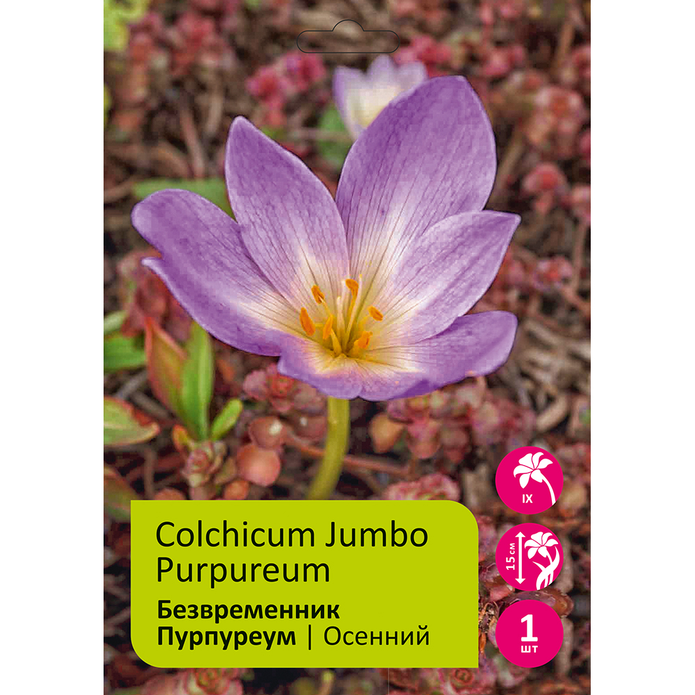Безвременник/Колхикум осенний Пурпуреум 1шт 18/20/Colchicum Jumbo Purpureum