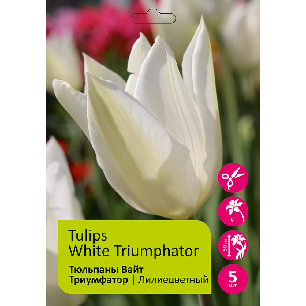 Тюльпаны Вайт Триумфатор 5шт Лилиецветные 11/12 /Tulip White Triumphator