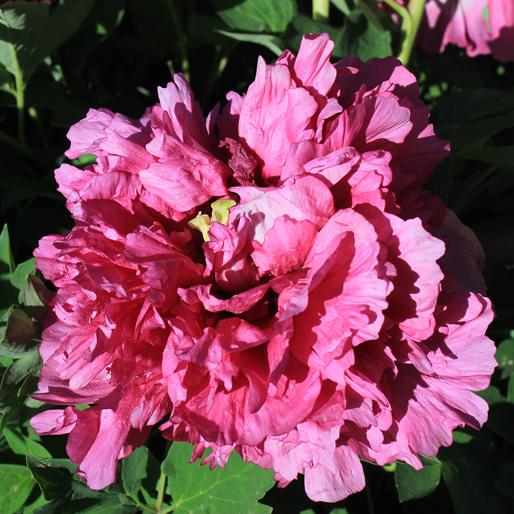 Пион древовидный Первенство красоты 1шт/Paeonia Jing Hua Zhuang Yuan (Цзин Хуа Чжуан Юань)