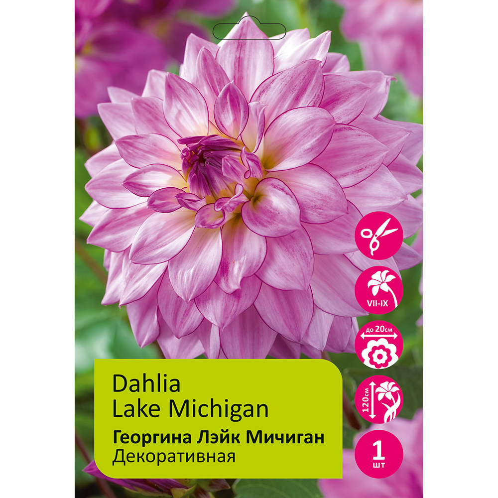 Георгина Лэйк Мичиган 1шт/Dahlia Lake Michigan