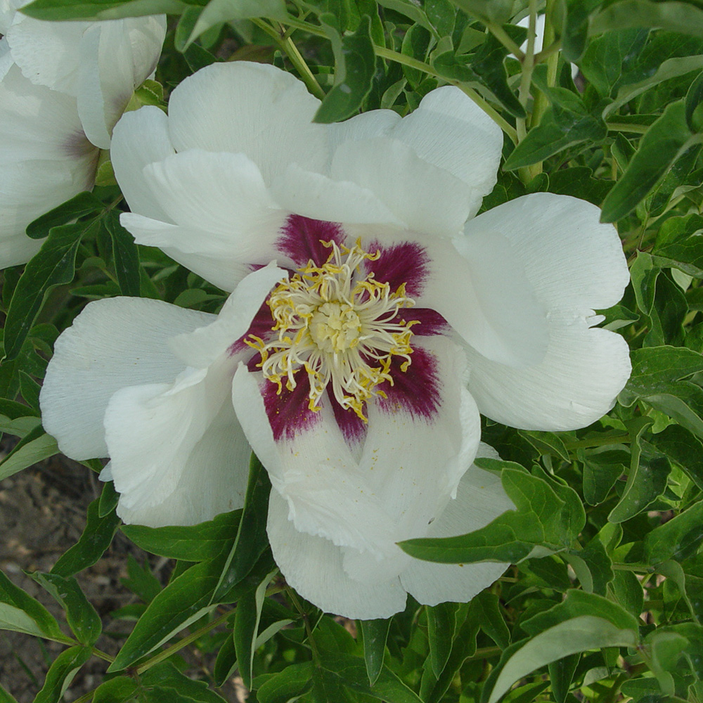 Пион древовидный Национальное достояние 1шт/Paeonia Guo You № 1 (Го Ю 1#)