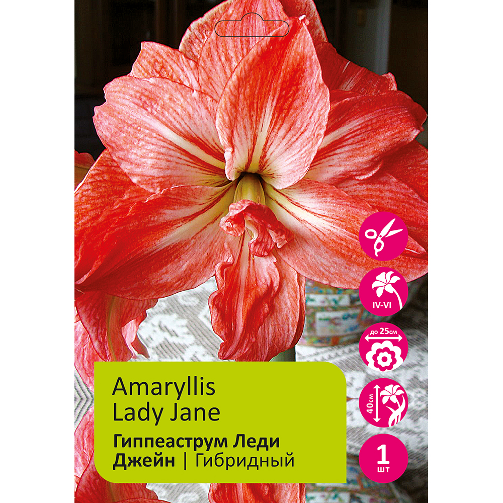 Гиппеаструм/Амариллис Леди Джейн махровый 1шт 24/26 /Amaryllis Lady Jane