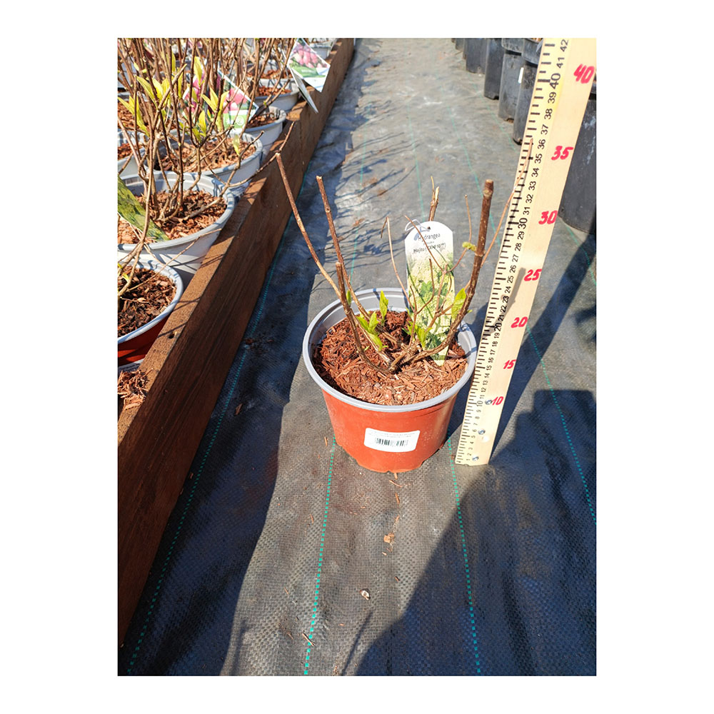 Гортензия метельчатая Мохито С3 1шт/Hydrangea paniculata MOJITO