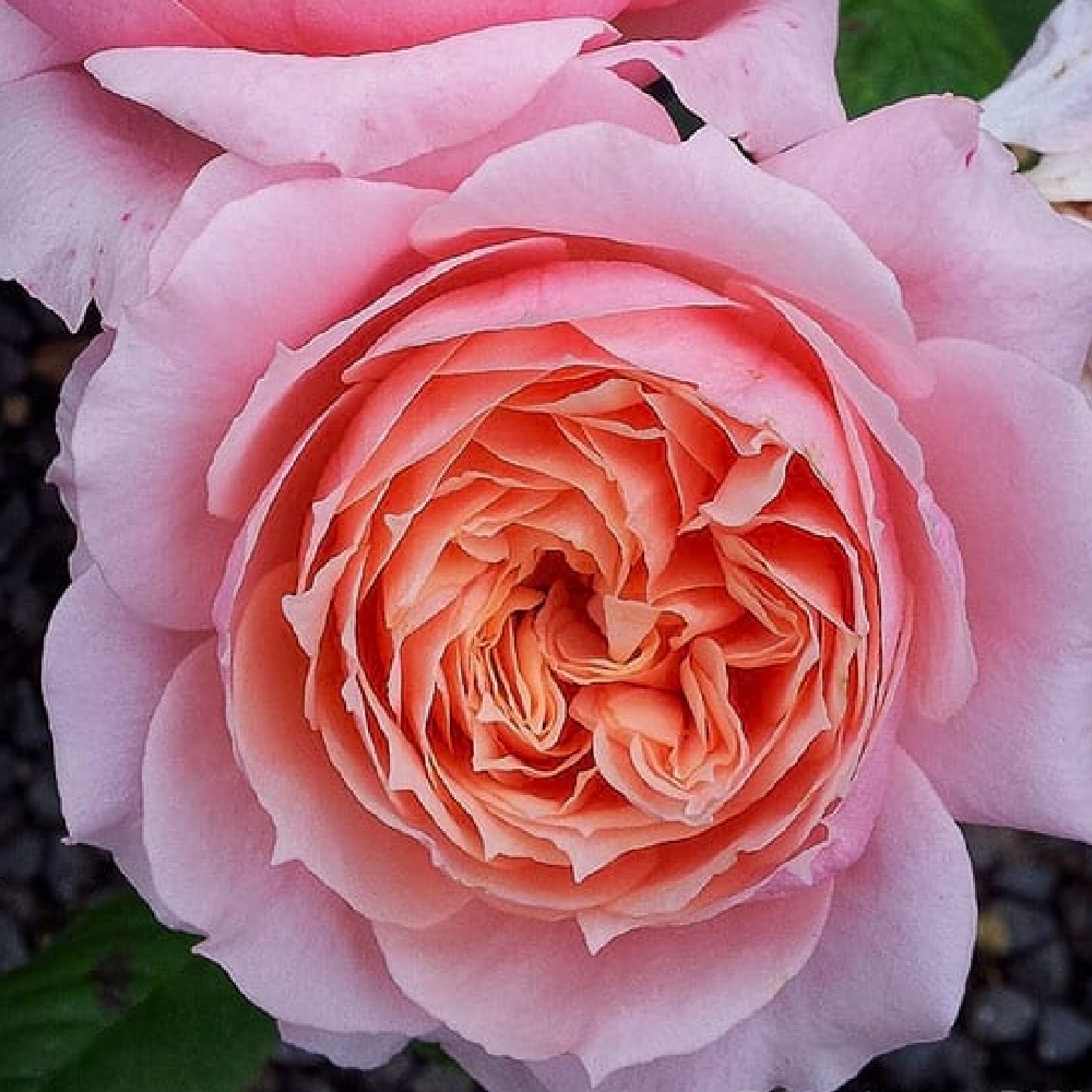 Роза Уильям Моррис английсксая 1шт./ William Morris /20